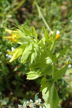 Cerinthe minor \ Kleine Wachsblume / Lesser Honeywort, A Weikersdorf am Steinfeld 2.7.2020