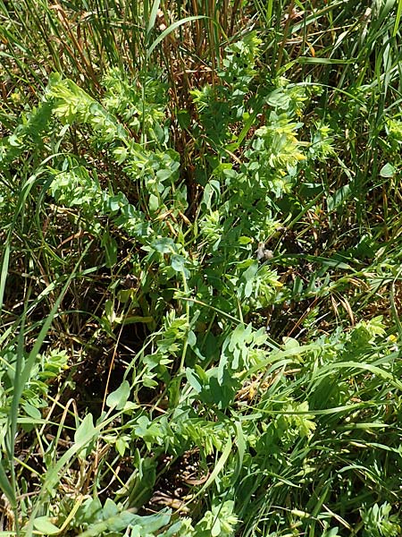 Cerinthe minor \ Kleine Wachsblume / Lesser Honeywort, A Weikersdorf am Steinfeld 2.7.2020