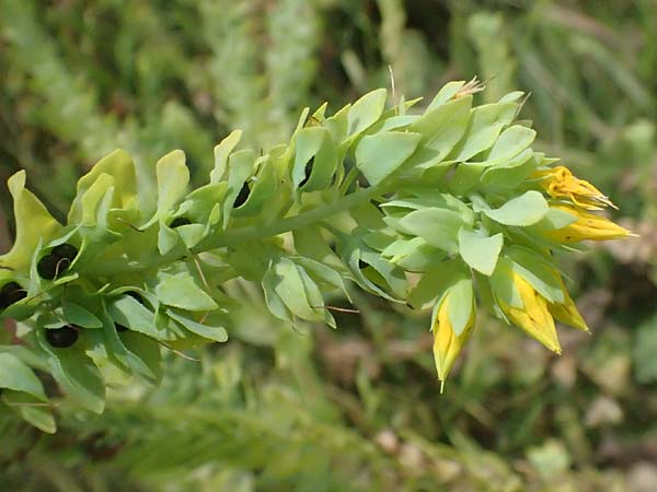 Cerinthe minor \ Kleine Wachsblume / Lesser Honeywort, A Weiden am Neusiedler See 11.7.2023