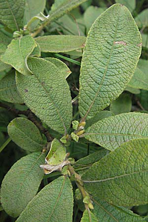 Salix cinerea \ Grau-Weide, Asch-Weide / Grey Willow, A Turrach 22.7.2007