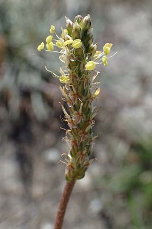 Plantago maritima \ Strand-Wegerich / Sea Plantain, A Seewinkel, Apetlon 23.9.2022