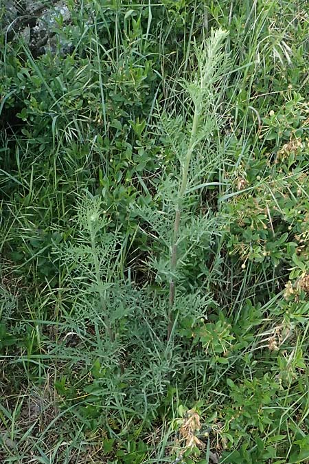 Artemisia austriaca \ sterreicher Beifu / Austrian Wormwood, A Fehhaube 9.5.2025