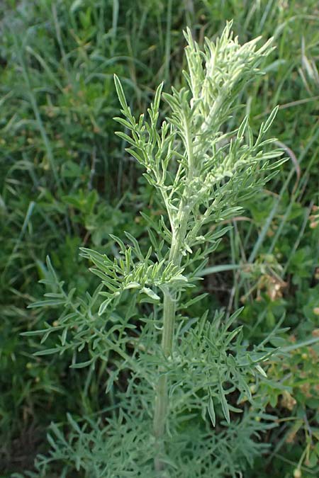 Artemisia austriaca \ sterreicher Beifu / Austrian Wormwood, A Fehhaube 9.5.2025