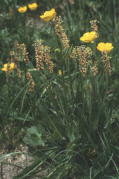 Plantago alpina \ Alpen-Wegerich / Alpine Plantain, A Widderstein 12.7.1987