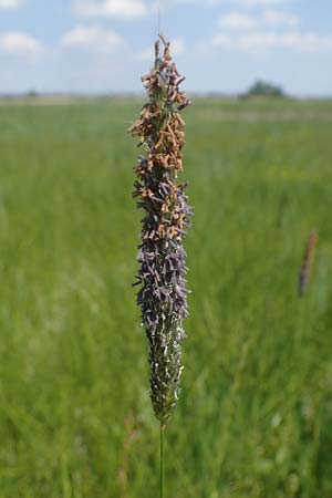 Alopecurus pratensis \ Wiesen-Fuchsschwanz / Meadow Foxtail, A Seewinkel, Podersdorf 10.5.2022