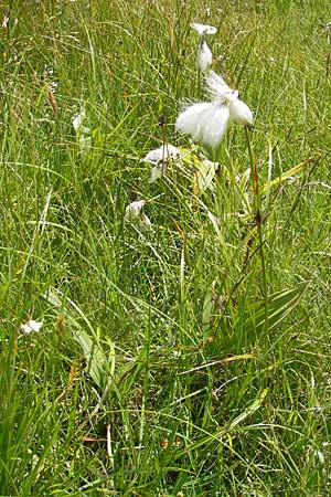 Eriophorum angustifolium \ Schmalblttriges Wollgras / Common Cotton Grass, A Malta - Tal / Valley 19.7.2010