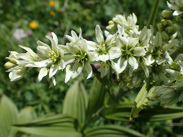 Veratrum album subsp. album \ Weier Germer / White False Hellebore, A Eisenerzer Reichenstein 28.7.2021