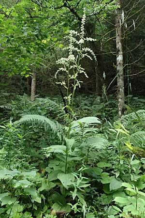 Veratrum album subsp. album \ Weier Germer / White False Hellebore, A St. Gallen im Gesäuse 4.7.2024