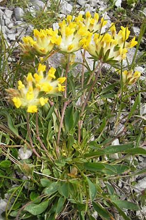 Anthyllis vulneraria subsp. alpestris \ Alpen-Wundklee / Alpine Kidney Vetch, A Kärnten/Carinthia, Petzen 2.7.2010