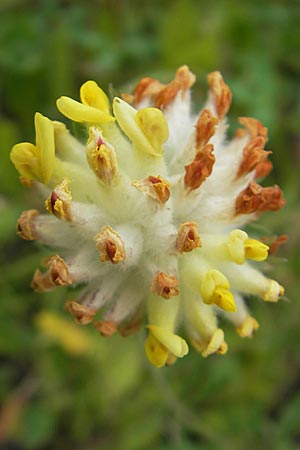 Anthyllis vulneraria subsp. carpatica \ Karpaten-Wundklee / Carpathian Kidney Vetch, A Kärnten/Carinthia, Petzen 2.7.2010