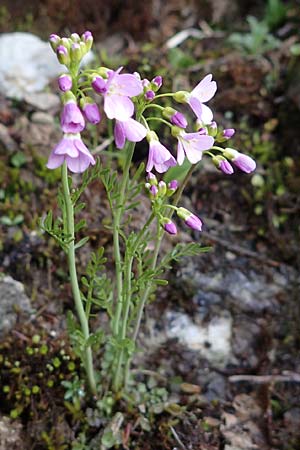 Cardamine pratensis agg. \ Wiesen-Schaumkraut / Cuckooflower, A Wölzer Tauern, Kleiner Zinken 26.6.2021