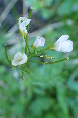 Cardamine matthioli \ Matthiolis Schaumkraut / Matthioli's Bitter-Cress, A Seetaler Alpen, Zirbitzkogel 28.6.2021