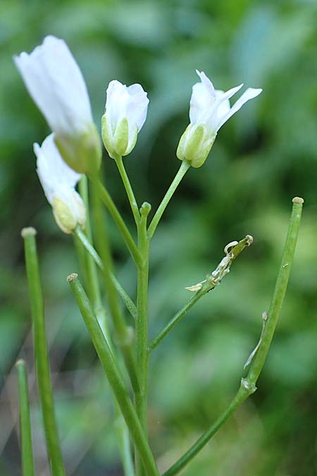 Cardamine matthioli \ Matthiolis Schaumkraut / Matthioli's Bitter-Cress, A Seetaler Alpen, Zirbitzkogel 28.6.2021