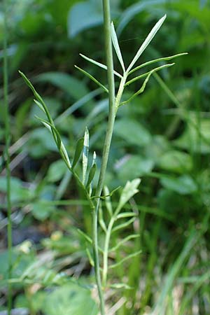 Cardamine matthioli \ Matthiolis Schaumkraut / Matthioli's Bitter-Cress, A Seetaler Alpen, Zirbitzkogel 28.6.2021