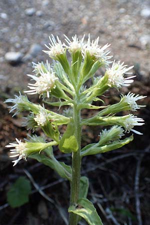 Petasites albus \ Weie Pestwurz / White Butterbur, A Namlos 1.5.2019