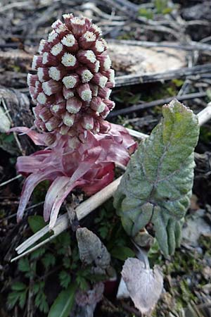 Petasites albus \ Weie Pestwurz / White Butterbur, A Namlos 1.5.2019
