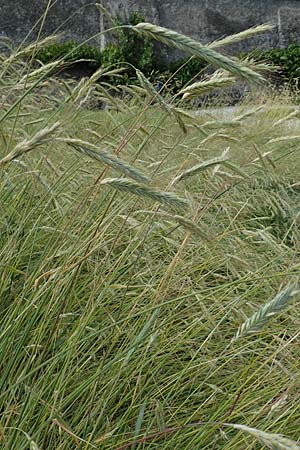 Secale cereale var. multicaule \ Waldstauden-Korn, Johannis-Roggen / Wild Rye, A Maria Luggau 12.7.2019
