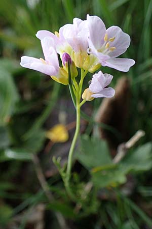 Cardamine pratensis agg. \ Wiesen-Schaumkraut / Cuckooflower, A Wölzer Tauern, Kleiner Zinken 26.6.2021