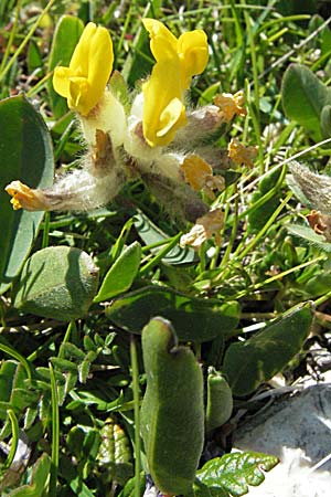 Anthyllis vulneraria subsp. alpestris \ Alpen-Wundklee / Alpine Kidney Vetch, A Kärnten/Carinthia, Petzen 21.7.2007