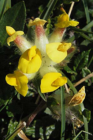 Anthyllis vulneraria subsp. alpestris \ Alpen-Wundklee / Alpine Kidney Vetch, A Kärnten/Carinthia, Petzen 21.7.2007