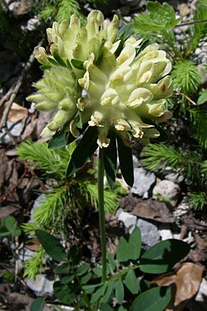 Anthyllis vulneraria subsp. carpatica \ Karpaten-Wundklee / Carpathian Kidney Vetch, A Menauer Alm 31.5.2008