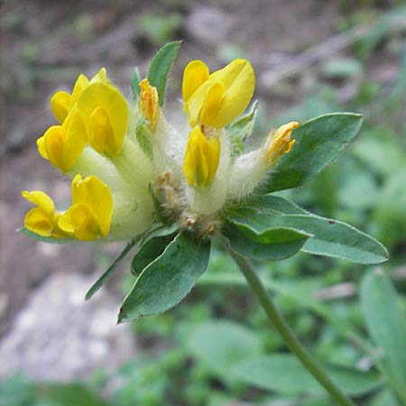 Anthyllis vulneraria subsp. alpestris \ Alpen-Wundklee / Alpine Kidney Vetch, A Trenchtling 3.7.2010
