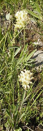 Anthyllis vulneraria subsp. carpatica \ Karpaten-Wundklee / Carpathian Kidney Vetch, A Trenchtling 3.7.2010