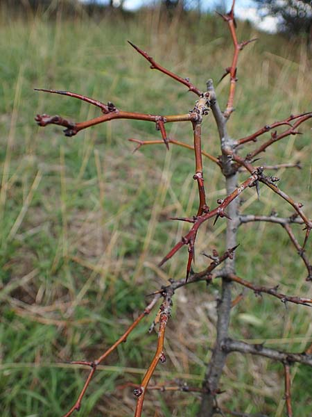 Crataegus monogyna \ Eingriffeliger Weidorn / Hawthorn, A Perchtoldsdorf 22.9.2022