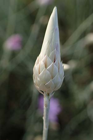 Xeranthemum annuum \ Einjhrige Spreublume, Einjhrige Strohblume / Annual Everlasting, Immortelle, A Enzersdorf an der Fischa 8.7.2023