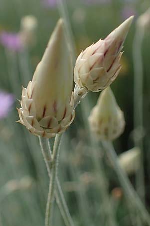 Xeranthemum annuum \ Einjhrige Spreublume, Einjhrige Strohblume / Annual Everlasting, Immortelle, A Enzersdorf an der Fischa 8.7.2023