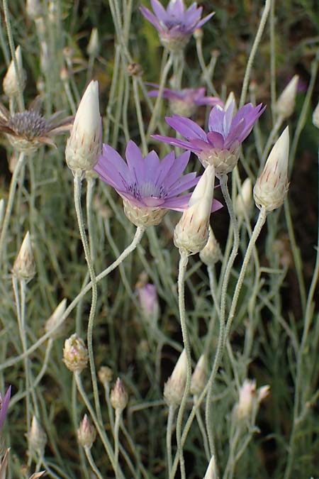 Xeranthemum annuum \ Einjhrige Spreublume, Einjhrige Strohblume / Annual Everlasting, Immortelle, A Enzersdorf an der Fischa 8.7.2023