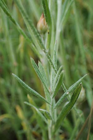 Xeranthemum annuum \ Einjhrige Spreublume, Einjhrige Strohblume / Annual Everlasting, Immortelle, A Enzersdorf an der Fischa 8.7.2023