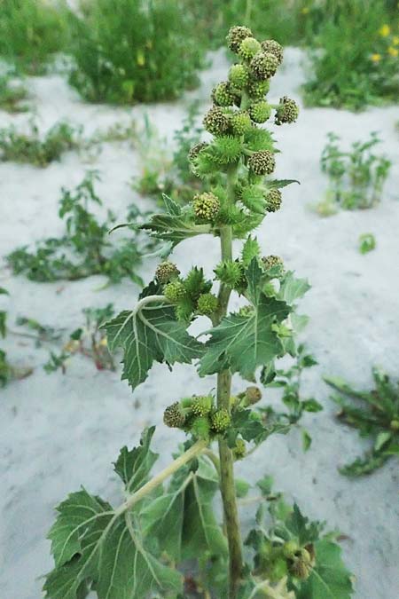 Xanthium strumarium \ Gewhnliche Spitzklette / Rough Cocklebur, Common Cocklebur, A Seewinkel, St. Andrä 12.7.2023