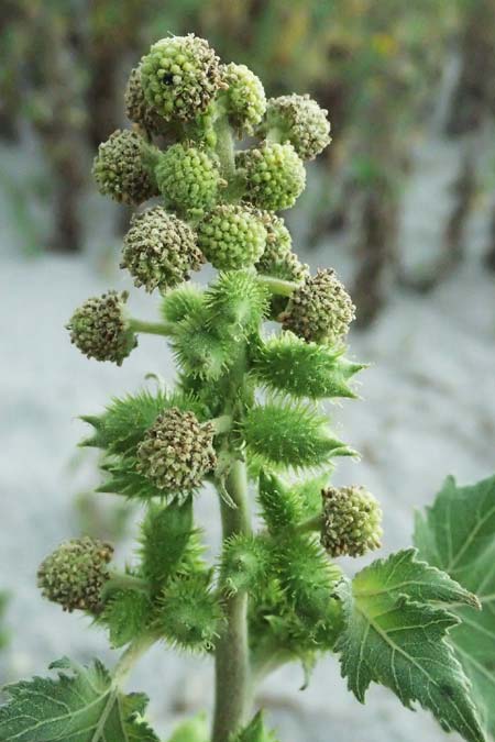 Xanthium strumarium \ Gewhnliche Spitzklette / Rough Cocklebur, Common Cocklebur, A Seewinkel, St. Andrä 12.7.2023