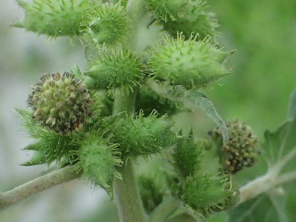 Xanthium strumarium \ Gewhnliche Spitzklette / Rough Cocklebur, Common Cocklebur, A Seewinkel, St. Andrä 12.7.2023