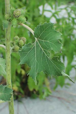 Xanthium strumarium \ Gewhnliche Spitzklette / Rough Cocklebur, Common Cocklebur, A Seewinkel, St. Andrä 12.7.2023