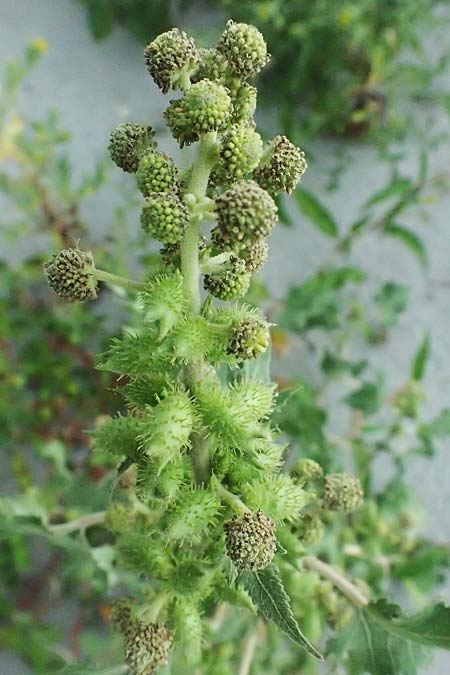 Xanthium strumarium \ Gewhnliche Spitzklette / Rough Cocklebur, Common Cocklebur, A Seewinkel, St. Andrä 12.7.2023