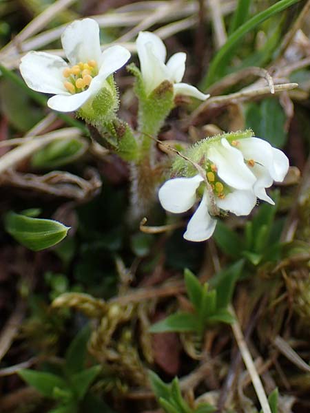 Saxifraga androsacea \ Mannsschild-Steinbrech / Scree Saxifrage, A Wölzer Tauern, Kleiner Zinken 26.6.2021