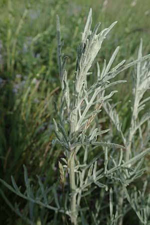 Centaurea australis \ Kleinkpfige Flockenblume / Southern Spotted Knapweed, A Seewinkel, Apetlon 8.5.2022