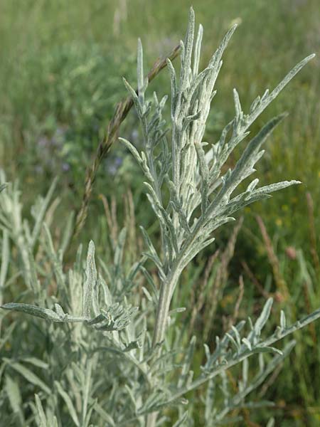Centaurea australis \ Kleinkpfige Flockenblume / Southern Spotted Knapweed, A Seewinkel, Apetlon 8.5.2022
