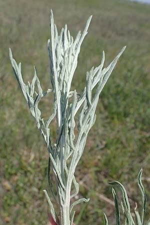 Centaurea australis \ Kleinkpfige Flockenblume / Southern Spotted Knapweed, A Seewinkel, Illmitz 9.5.2022