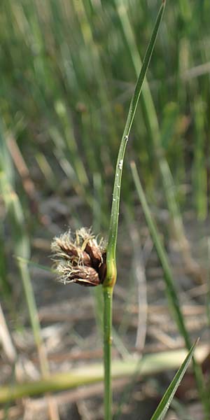Bolboschoenus maritimus \ Strandsimse / Sea Club-Rush, A Seewinkel, Apetlon 12.5.2022