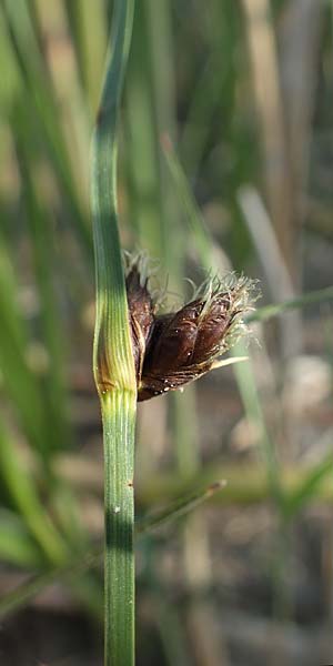 Bolboschoenus maritimus \ Strandsimse / Sea Club-Rush, A Seewinkel, Apetlon 12.5.2022