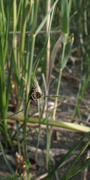Bolboschoenus maritimus \ Strandsimse / Sea Club-Rush, A Seewinkel, Apetlon 12.5.2022