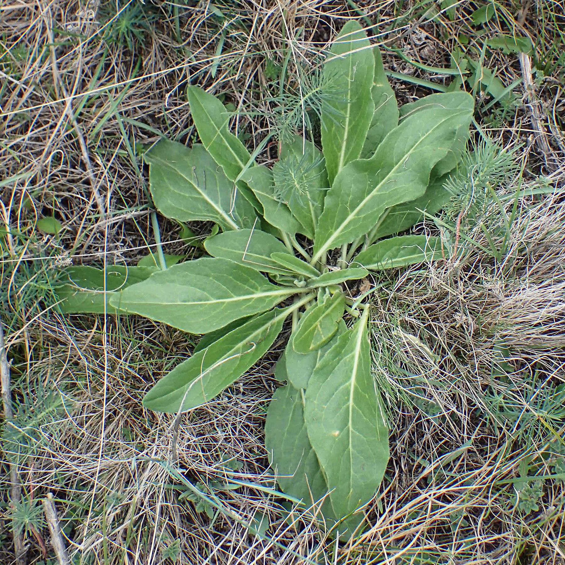 Isatis tinctoria \ Frber-Waid / Woad, A Hainburg 25.9.2022