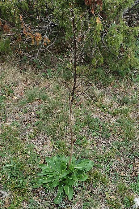 Verbascum lychnitis \ Mehlige Knigskerze / White Mullein, A Hainburg 25.9.2022