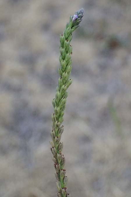 Verbena officinalis \ Gew�hnliches Eisenkraut / Vervain, A Seewinkel, Apetlon 16.8.2026