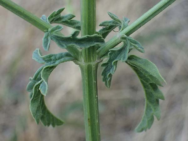 Verbena officinalis \ Gew�hnliches Eisenkraut / Vervain, A Seewinkel, Apetlon 16.8.2026