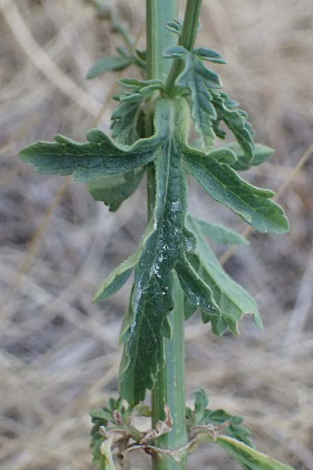 Verbena officinalis \ Gew�hnliches Eisenkraut / Vervain, A Seewinkel, Apetlon 16.8.2026