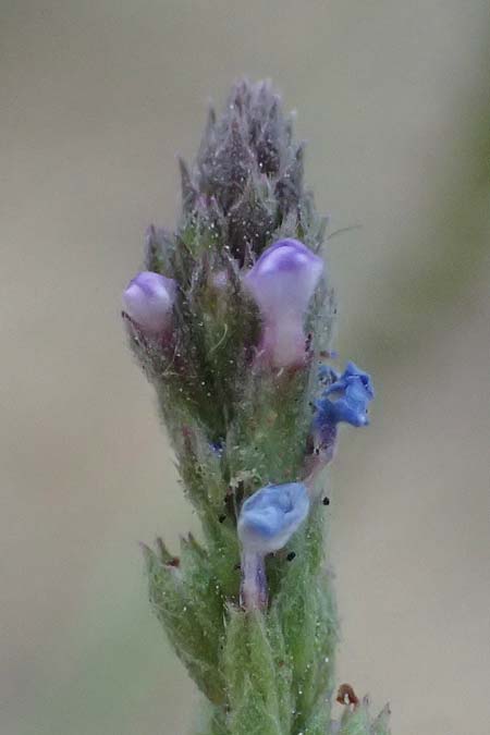 Verbena officinalis \ Gew�hnliches Eisenkraut / Vervain, A Seewinkel, Apetlon 16.8.2026